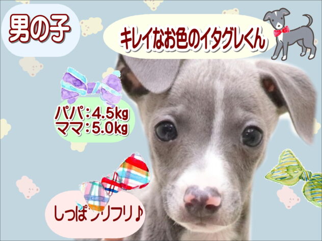 大阪府のイタリアングレーハウンド (アミーゴ鳳店/2025年8月30日生まれ/男の子/ブルーホワイト)の子犬の1枚目の画像