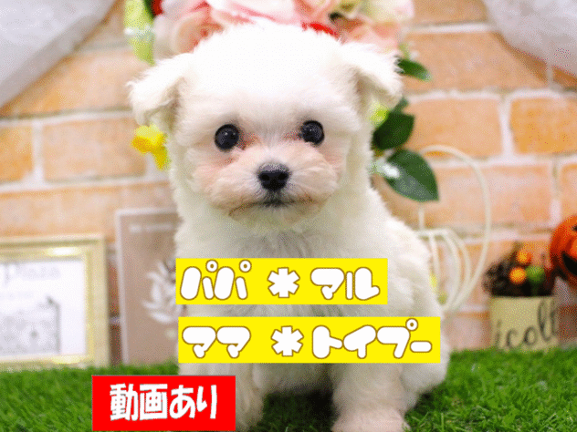 兵庫県のハーフ犬・ミックス犬 (ペット・プラザ アミーゴ三田店/2025年8月30日生まれ/女の子/クリームホワイト)の子犬の1枚目の画像