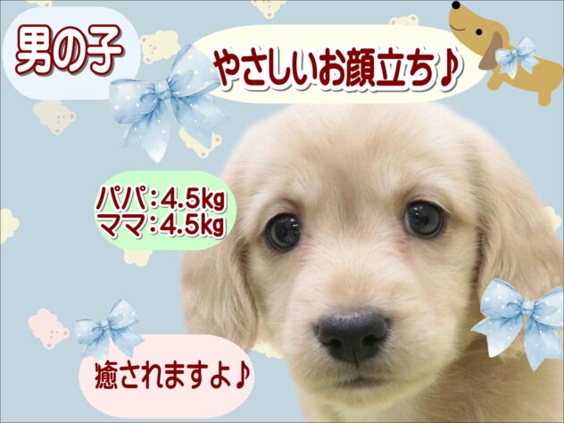 大阪府のミニチュアダックスフンド(ロング) (アミーゴ鳳店/2025年9月2日生まれ/男の子/イエロー)の子犬