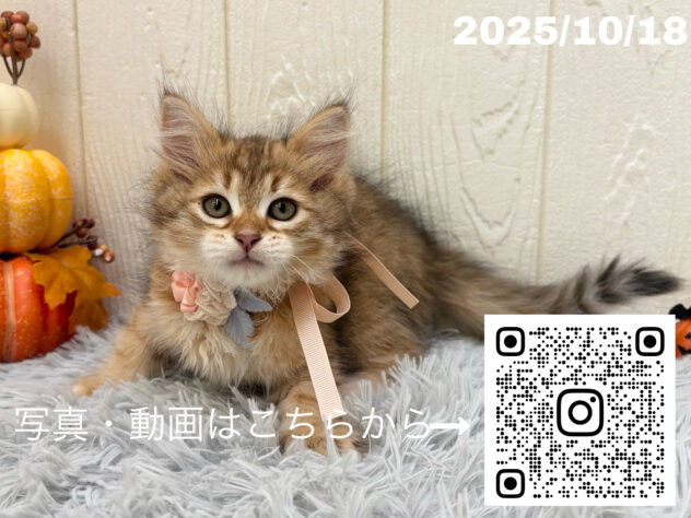 広島県のサイベリアン (アミーゴ大町店/2025年8月9日生まれ/女の子/ブラウンマッカレルタビー)の子猫の2枚目の画像