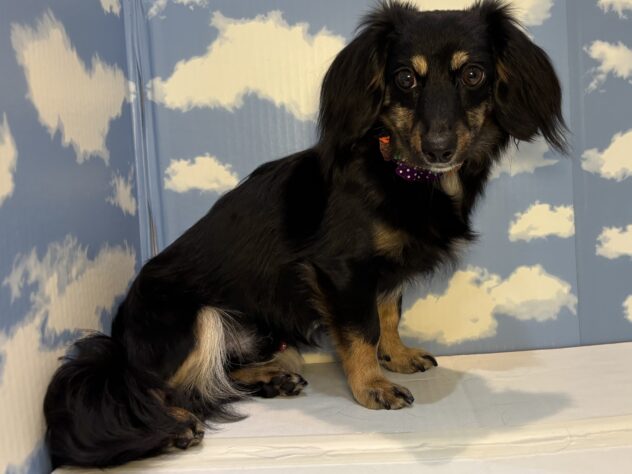 山形県のハーフ犬・ミックス犬 (アミーゴ山形南店/2024年12月23日生まれ/男の子/ブラックタンホワイト)の子犬の1枚目の画像