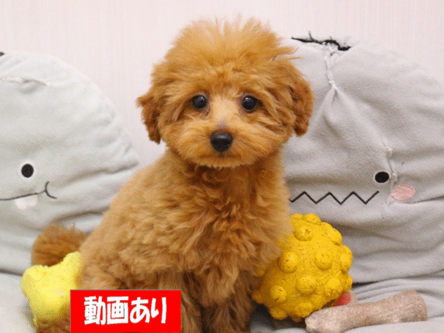兵庫県のトイプードル(トイ) (ペット・プラザ アミーゴ三田店/2025年7月19日生まれ/女の子/レッド)の子犬の1枚目の画像