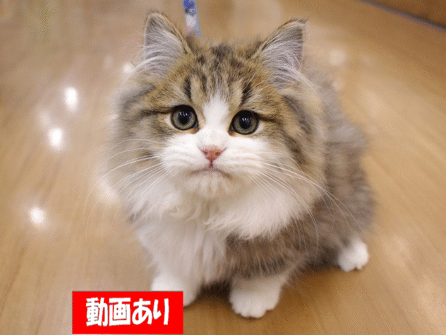 兵庫県のミヌエット (ペット・プラザ アミーゴ三田店/2025年7月13日生まれ/男の子/ブラウンタビーホワイト)の子猫の1枚目の画像