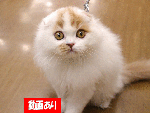兵庫県のスコティッシュフォールド (ペット・プラザ アミーゴ三田店/2025年7月13日生まれ/男の子/クリームタビーホワイト)の子猫の1枚目の画像