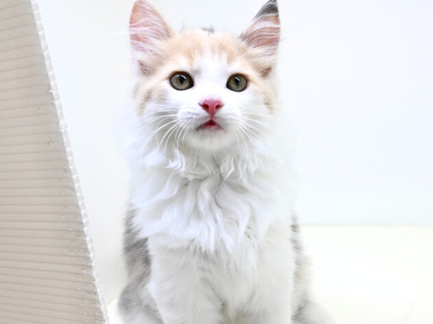 岡山県のサイベリアン (アミーゴ大安寺店/2025年8月11日生まれ/女の子/ダイリュートキャリコ)の子猫の1枚目の画像