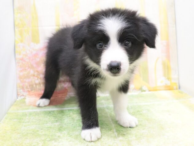 大阪府のボーダーコリー (アミーゴ鳳店/2025年8月15日生まれ/女の子/ブラックホワイト)の子犬の4枚目の画像