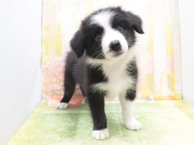 大阪府のボーダーコリー (アミーゴ鳳店/2025年8月15日生まれ/女の子/ブラックホワイト)の子犬の2枚目の画像