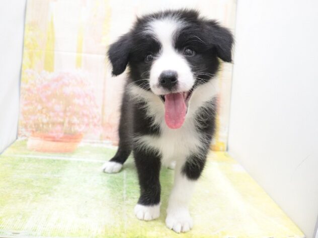 大阪府のボーダーコリー (アミーゴ鳳店/2025年8月15日生まれ/女の子/ブラックホワイト)の子犬の3枚目の画像