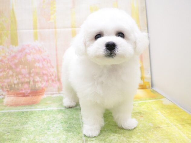 大阪府のビションフリーゼ (アミーゴ鳳店/2025年8月16日生まれ/女の子/ホワイト)の子犬の4枚目の画像