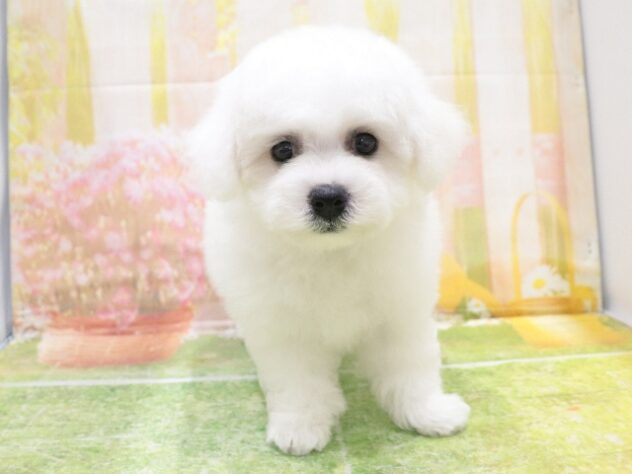 大阪府のビションフリーゼ (アミーゴ鳳店/2025年8月16日生まれ/女の子/ホワイト)の子犬の2枚目の画像