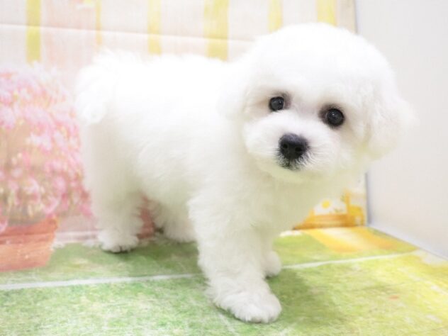 大阪府のビションフリーゼ (アミーゴ鳳店/2025年8月16日生まれ/女の子/ホワイト)の子犬の3枚目の画像