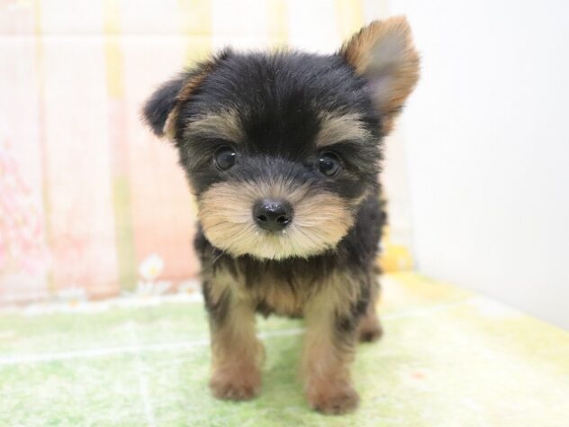 大阪府のヨークシャーテリア (アミーゴ鳳店/2025年8月16日生まれ/女の子/スチールブルータン)の子犬の2枚目の画像