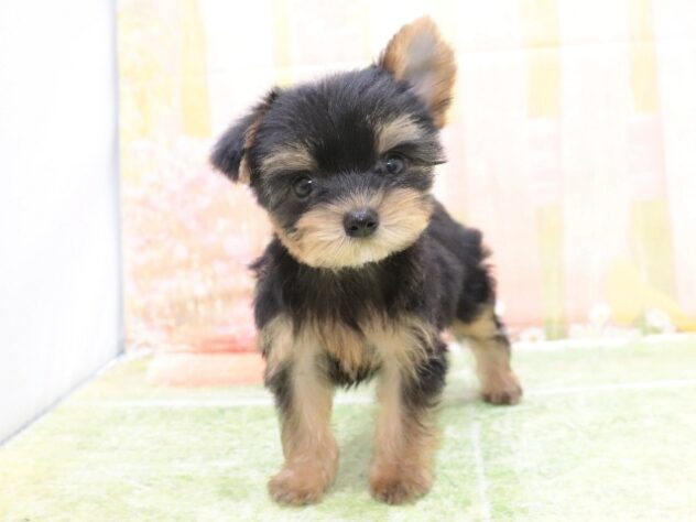 大阪府のヨークシャーテリア (アミーゴ鳳店/2025年8月16日生まれ/女の子/スチールブルータン)の子犬の4枚目の画像