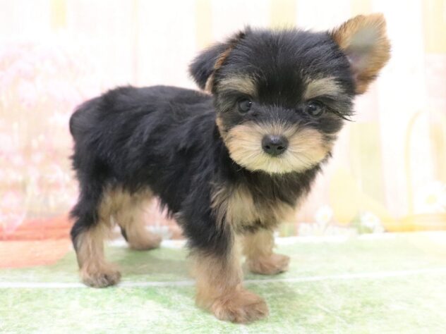 大阪府のヨークシャーテリア (アミーゴ鳳店/2025年8月16日生まれ/女の子/スチールブルータン)の子犬の3枚目の画像