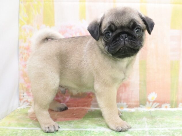 大阪府のパグ (アミーゴ鳳店/2025年8月19日生まれ/男の子/フォーン)の子犬の2枚目の画像