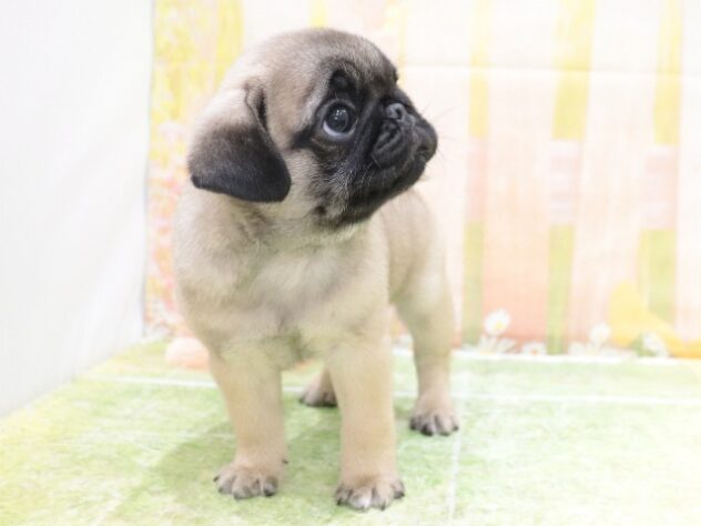 大阪府のパグ (アミーゴ鳳店/2025年8月19日生まれ/男の子/フォーン)の子犬の3枚目の画像