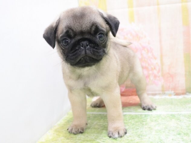 大阪府のパグ (アミーゴ鳳店/2025年8月19日生まれ/男の子/フォーン)の子犬の4枚目の画像