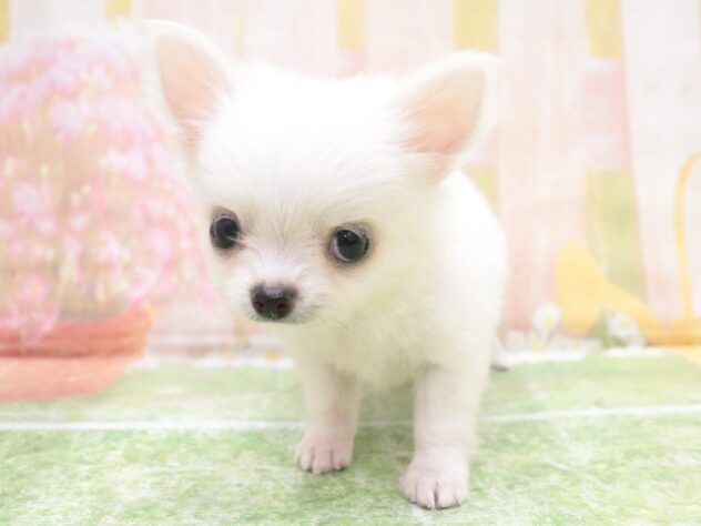 大阪府のチワワ(ロング) (アミーゴ鳳店/2025年8月26日生まれ/男の子/ホワイト)の子犬の2枚目の画像