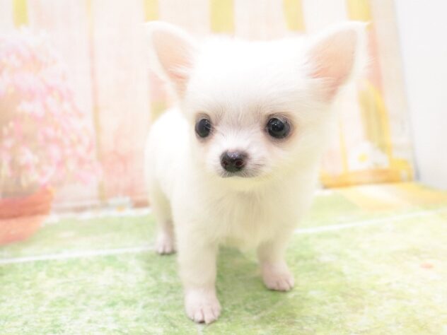 大阪府のチワワ(ロング) (アミーゴ鳳店/2025年8月26日生まれ/男の子/ホワイト)の子犬の3枚目の画像