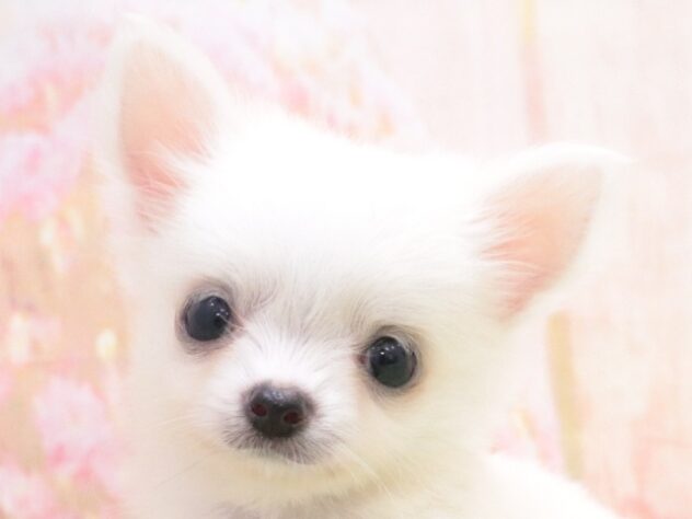 大阪府のチワワ(ロング) (アミーゴ鳳店/2025年8月26日生まれ/男の子/ホワイト)の子犬の4枚目の画像