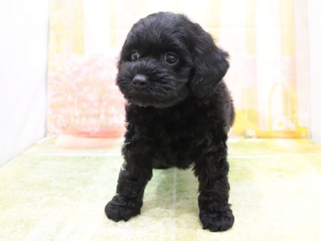 2025年8月26日生まれのハーフ犬・ミックス犬の2枚目の写真