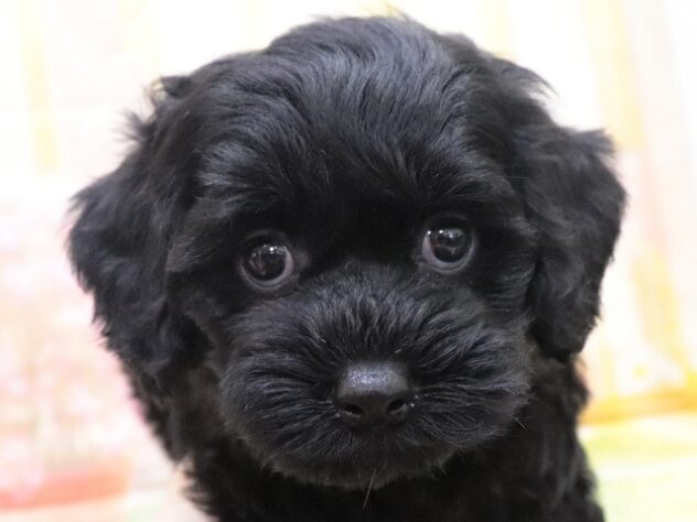 2025年8月26日生まれのハーフ犬・ミックス犬の3枚目の写真