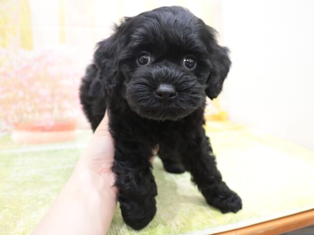 2025年8月26日生まれのハーフ犬・ミックス犬の4枚目の写真