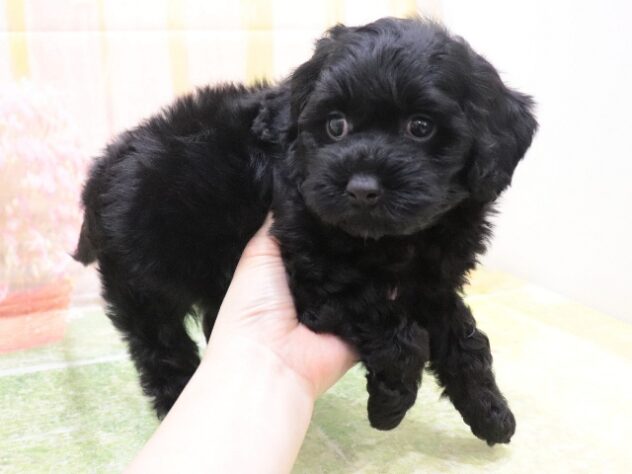 2025年8月26日生まれのハーフ犬・ミックス犬の5枚目の写真