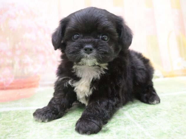 2025年8月25日生まれのハーフ犬・ミックス犬の2枚目の写真