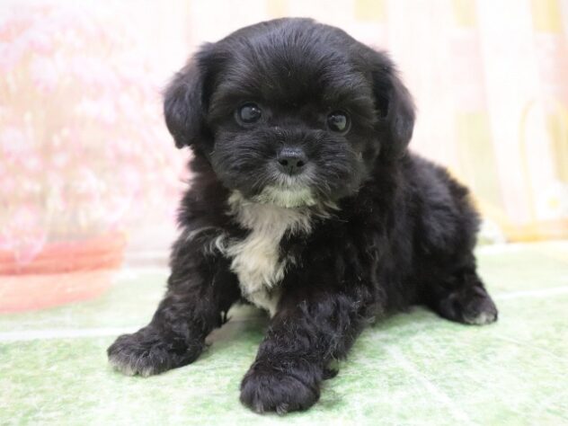 2025年8月25日生まれのハーフ犬・ミックス犬の3枚目の写真