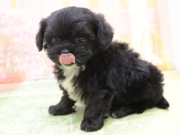 2025年8月25日生まれのハーフ犬・ミックス犬の4枚目の写真