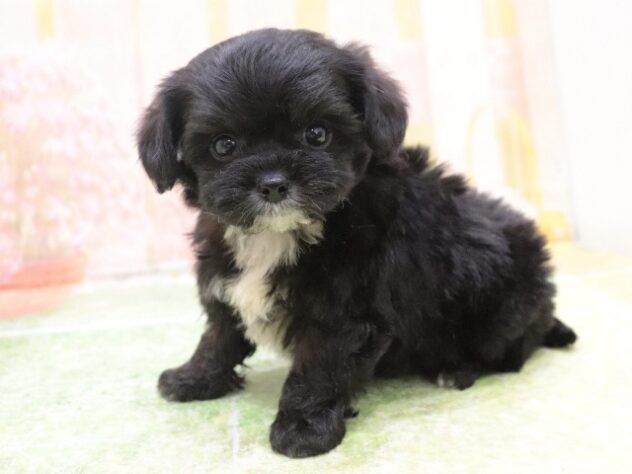 2025年8月25日生まれのハーフ犬・ミックス犬の5枚目の写真