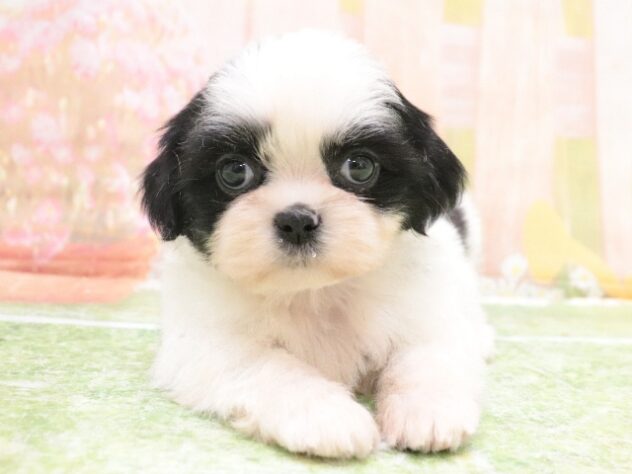 2025年8月26日生まれのシーズーの2枚目の写真