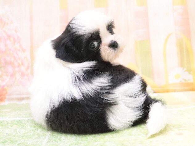 2025年8月26日生まれのシーズーの3枚目の写真