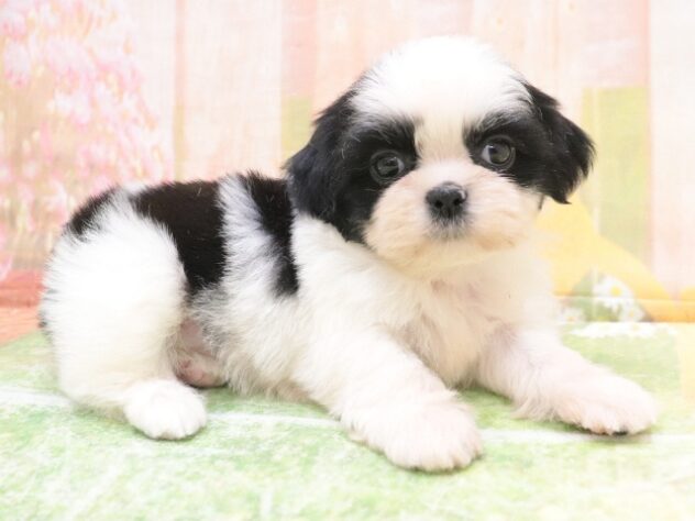 2025年8月26日生まれのシーズーの4枚目の写真