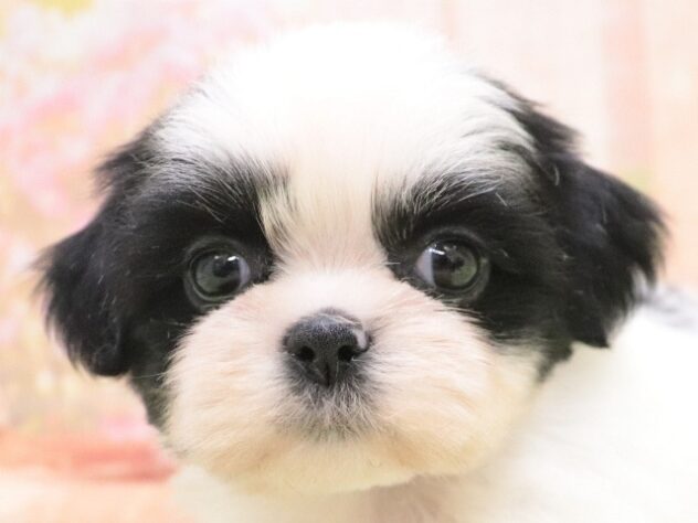 2025年8月26日生まれのシーズーの5枚目の写真