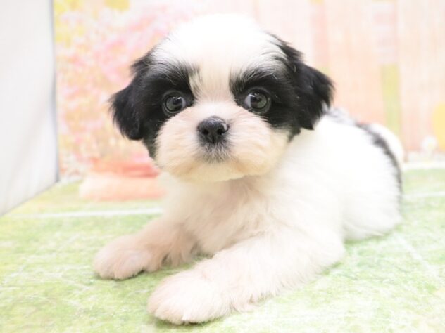 2025年8月26日生まれのシーズーの6枚目の写真