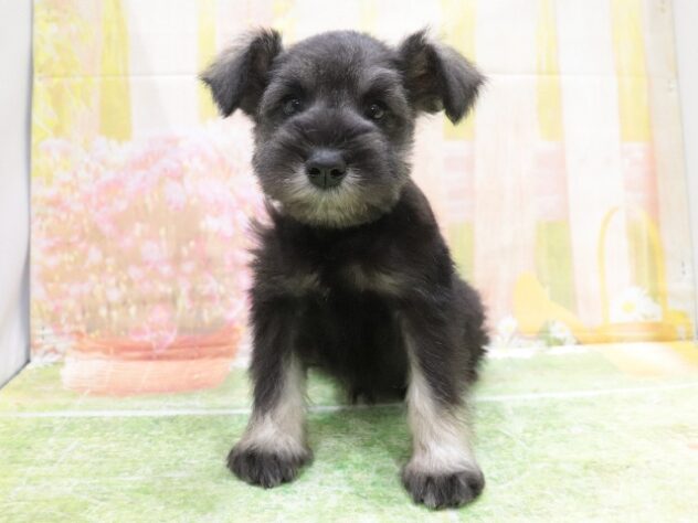 2025年8月28日生まれのミニチュアシュナウザーの2枚目の写真