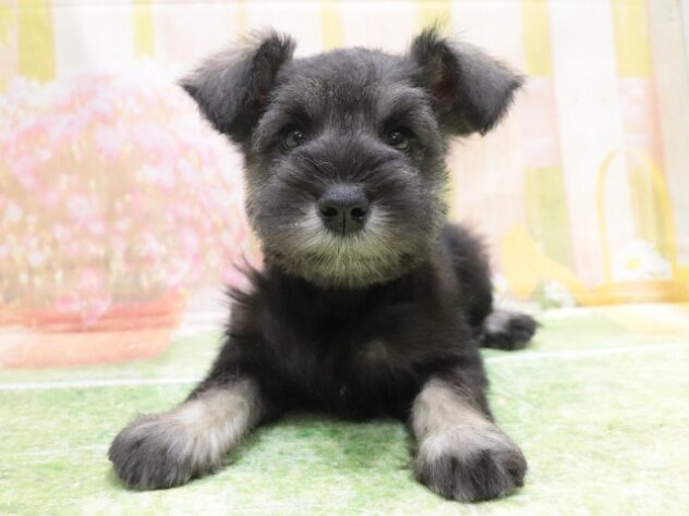 2025年8月28日生まれのミニチュアシュナウザーの3枚目の写真