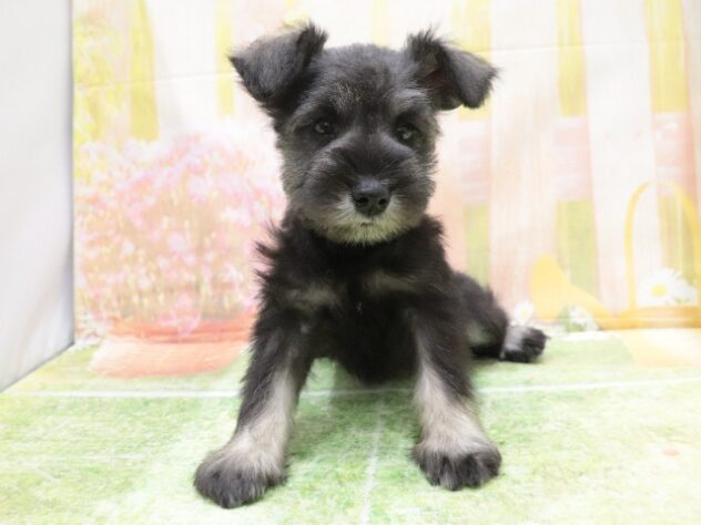 2025年8月28日生まれのミニチュアシュナウザーの4枚目の写真