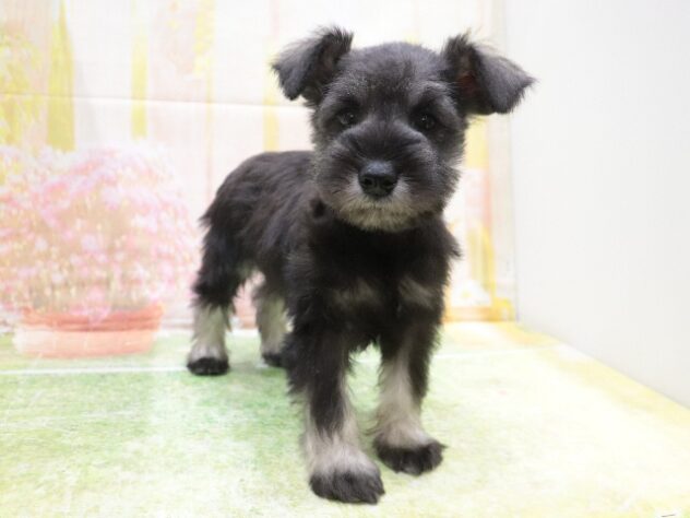 2025年8月28日生まれのミニチュアシュナウザーの5枚目の写真