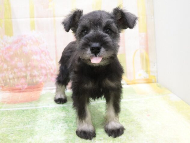 2025年8月28日生まれのミニチュアシュナウザーの6枚目の写真