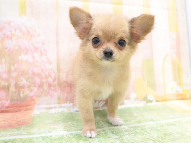 大阪府のチワワ(ロング) (アミーゴ鳳店/2025年8月27日生まれ/男の子/フォーン)の子犬の2枚目の画像