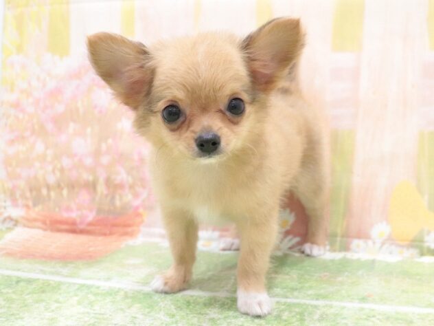 大阪府のチワワ(ロング) (アミーゴ鳳店/2025年8月27日生まれ/男の子/フォーン)の子犬の3枚目の画像