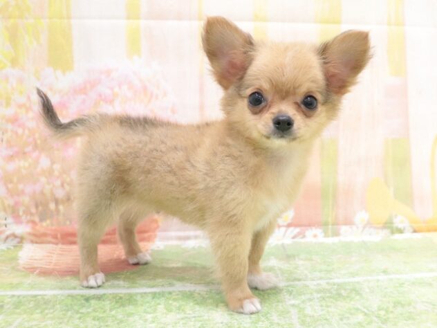 2025年8月27日生まれのチワワ(ロング)の5枚目の写真