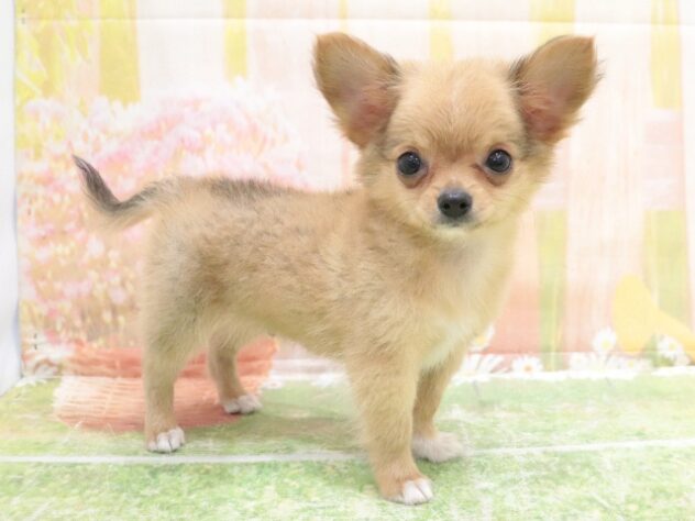 大阪府のチワワ(ロング) (アミーゴ鳳店/2025年8月27日生まれ/男の子/フォーン)の子犬の4枚目の画像