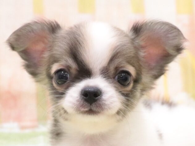 大阪府のチワワ(ロング) (アミーゴ鳳店/2025年9月2日生まれ/男の子/パーティーカラー)の子犬の2枚目の画像