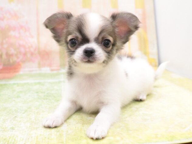 大阪府のチワワ(ロング) (アミーゴ鳳店/2025年9月2日生まれ/男の子/パーティーカラー)の子犬の3枚目の画像