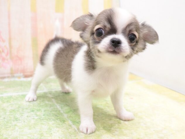 大阪府のチワワ(ロング) (アミーゴ鳳店/2025年9月2日生まれ/男の子/パーティーカラー)の子犬の4枚目の画像