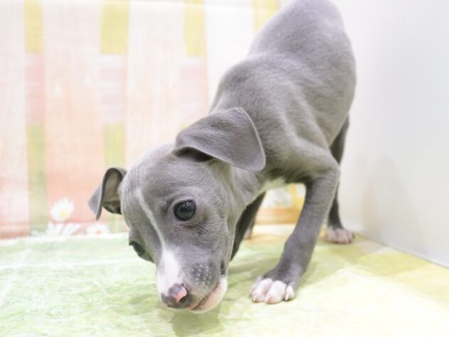 大阪府のイタリアングレーハウンド (アミーゴ鳳店/2025年8月30日生まれ/男の子/ブルーホワイト)の子犬の2枚目の画像